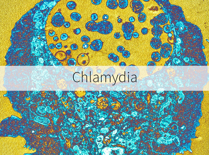 Chlamydia Information