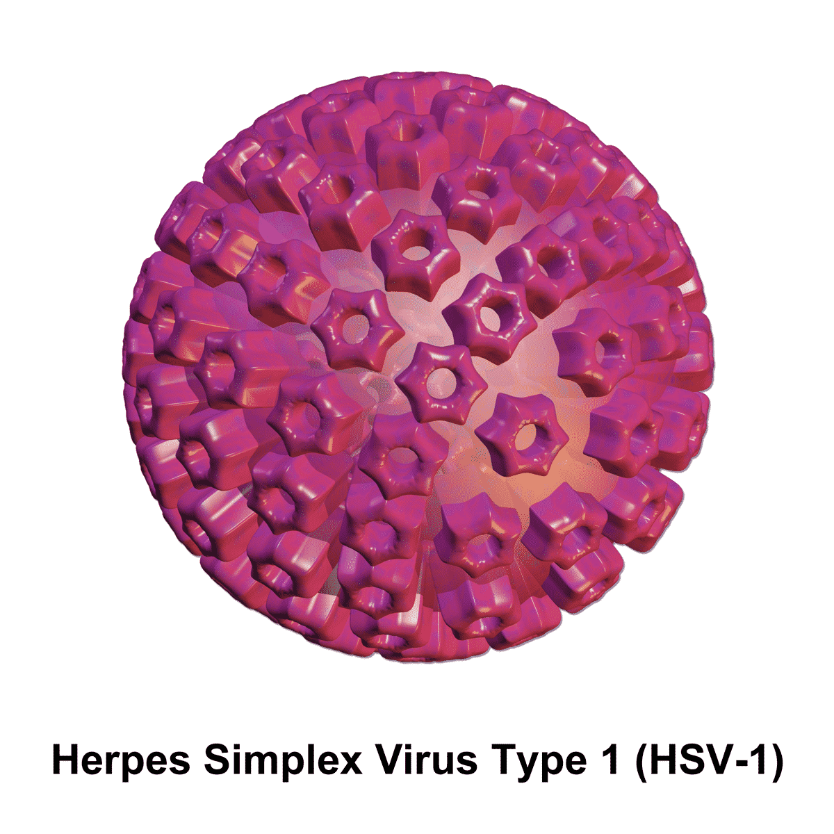 New Discovered Origin of the Herpes Simplex Virus from Africa Image Promising Results of Herpes Vaccine HSV529 in Phase Trial 1
