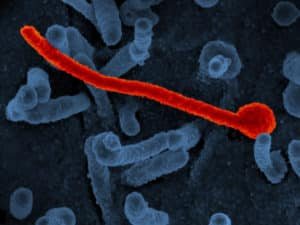 Ebola Survivors Can Pass on Disease Through Sexual Activity Image