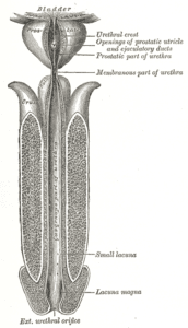 STD Might Be The Reason For Seminal Fluid Leakage After Urination Image