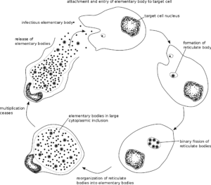Chlamydia in Africa Image