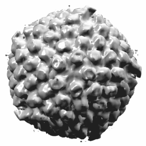 There Are Billions of People Living with Herpes Worldwide, The WHO Reports Image