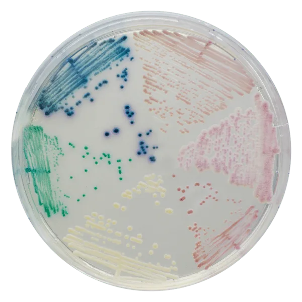 CHROMagar Candida - Image 2